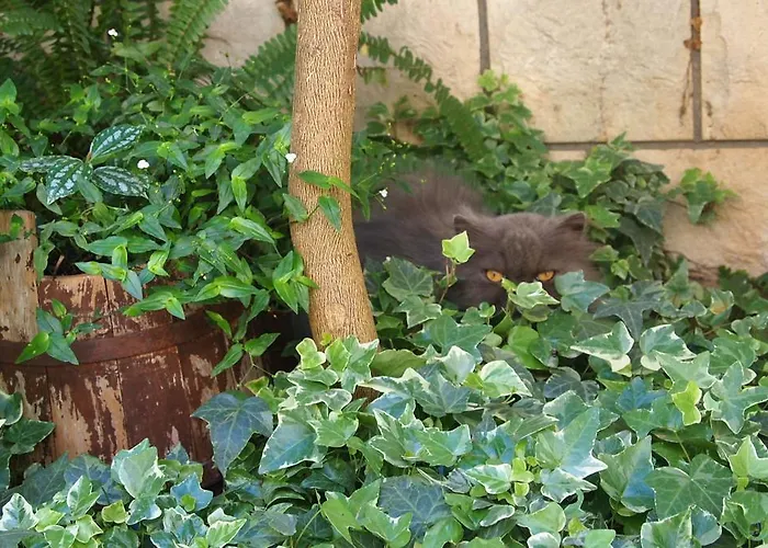 Apartman Bose Makarska