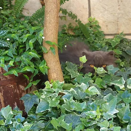 Appartamento Bose Makarska